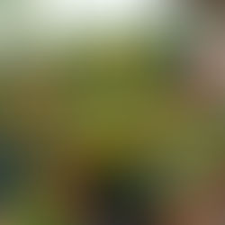 Creating Your Own Personalised Home Garden