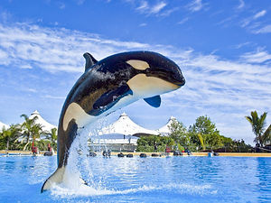 Loro-Parque-9-600x450.jpg