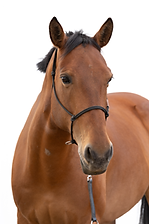 AffinityRanch_Logo-Main_edited.jpg