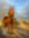 Horses Whats,  Whys, and Hows