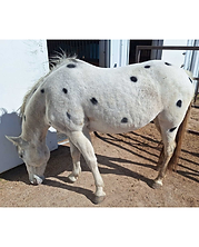 AffinityRanch_Logo-Main_edited.jpg
