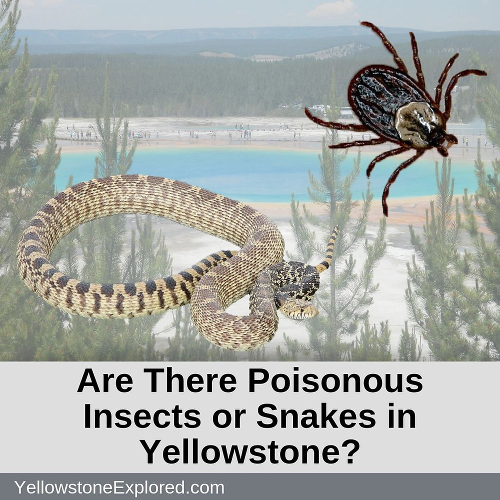 Are There Poisonous Insects or Snakes in Yellowstone?