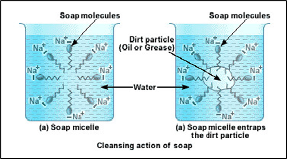 Two schematic soap aggregates in water. Left: hydrocarbon tails gather inside and ionic heads face outward. Right: the same head-out, tail-in arrangement surrounds oily dirt. Sodium counterions are shown in the water.