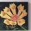 Thumbnail: Coreopsis Zamphir Tickweed Flower Canvas