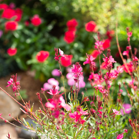 The Sheds Pretty Flowers in the Garden
