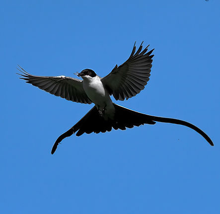 Tijereta ©Diego Battiste (1).jpg