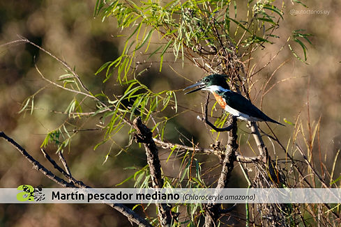 Martín pescador mediano ©Diego Battiste (6).jpg