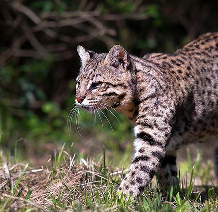 Gato montés ©Diego Battiste (2).jpg
