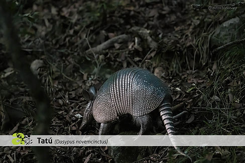 Tatú ©Diego Battiste (1).jpg