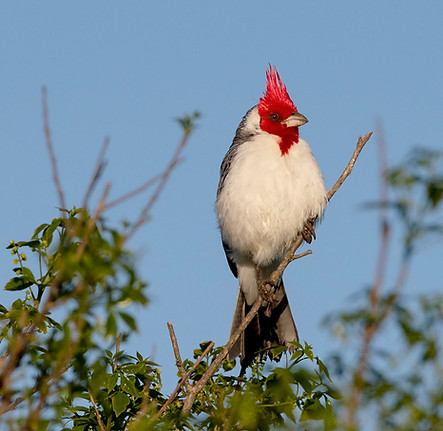 Cardenal copete rojo ©Diego Battiste (5).jpg