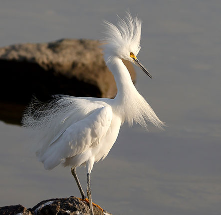 Garza blanca chica ©Diego Battiste (5).jpg