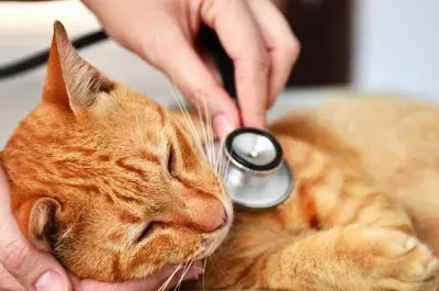 Sick cat receiving veterinary care during a mobile vet visit