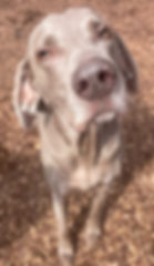 Weimaraner at dog boarding, grooming & daycare Starkville
