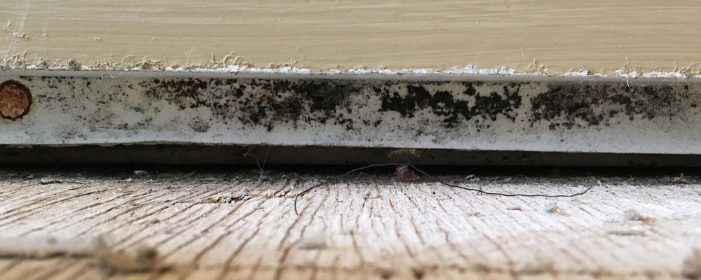 How to Start a Successful Mold Removal Business