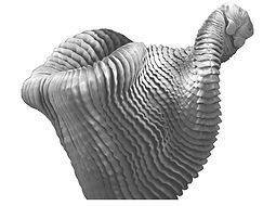 tapeworm 2 b - white border.jpg