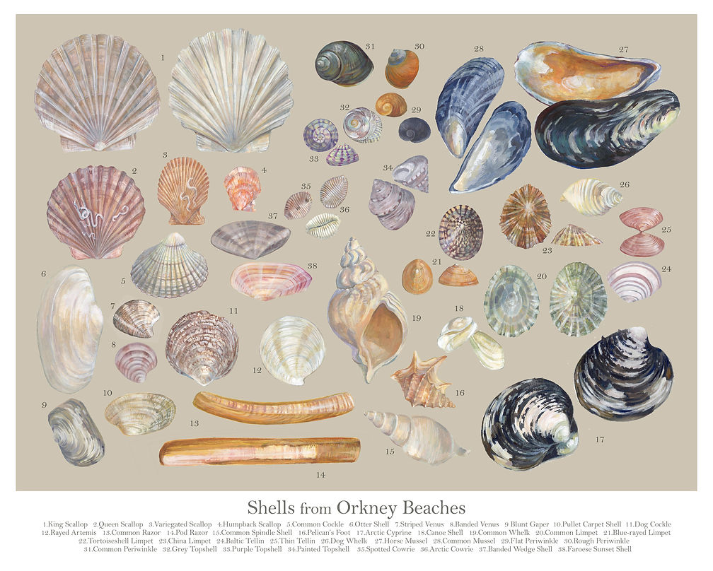 shells id2.jpg