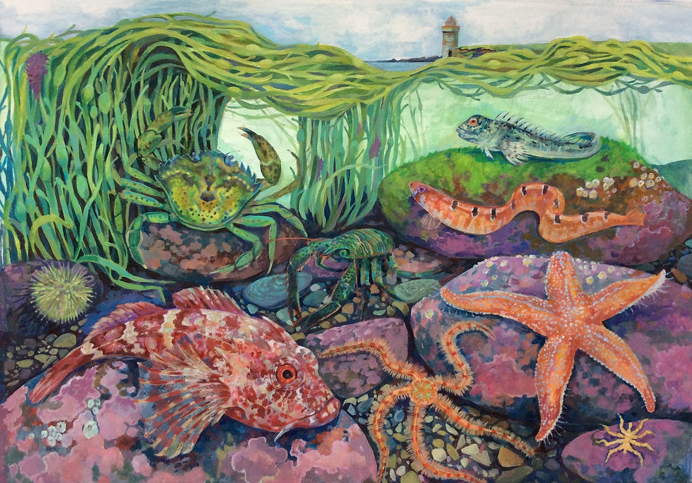 Rocky shore animals 1