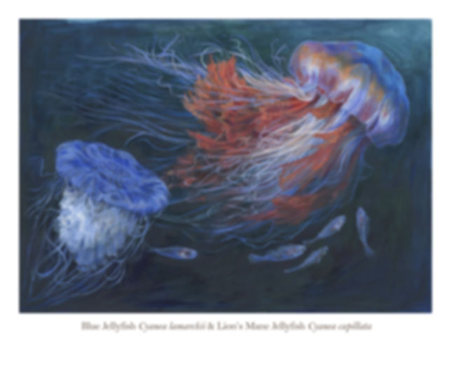 Lion's Mane Jellyfish print