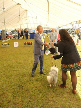 Especializada de pastor de Shetland
Juiz Aramis Joy Lim