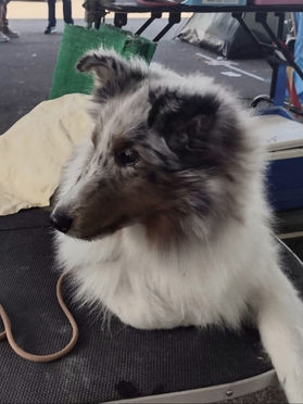 Especializada de pastor de Shetland  - Kennel Clube São Paulo
Juiza Maria Eduarda Bicca Dode