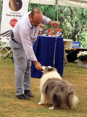 Especializada de pastor de Shetland  - Kennel Clube São Paulo
Juiza Maria Eduarda Bicca Dode