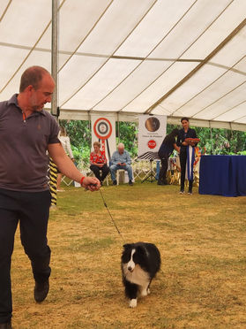 Especializada de pastor de Shetland  - Kennel Clube São Paulo
Juiza Maria Eduarda Bicca Dode