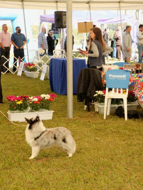 Especializada de pastor de Shetland
Juiz Aramis Joy Lim