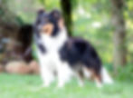 Tricolor