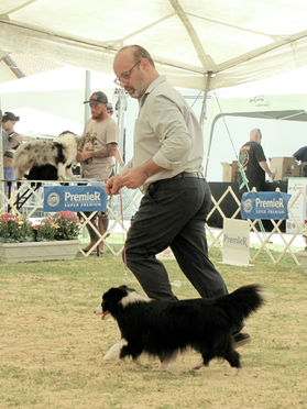 Especializada de pastor de Shetland  - Kennel Clube São Paulo
Juiza Maria Eduarda Bicca Dode