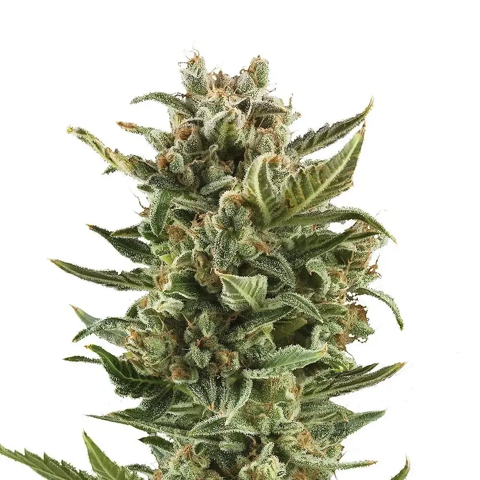 Thumbnail: Mature cannabis flower bud