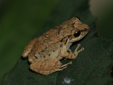 El sapito caraqueño