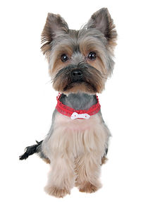 Yorkshire%20Terrier%20%20-%20Before%20an