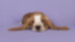 Cute%252520Dog_edited_edited_edited.jpg