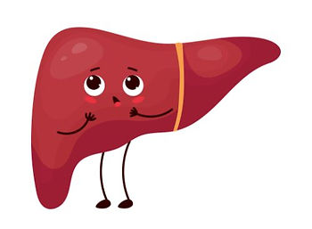 Digestion du gras difficile ? foie, bile, enzymes
