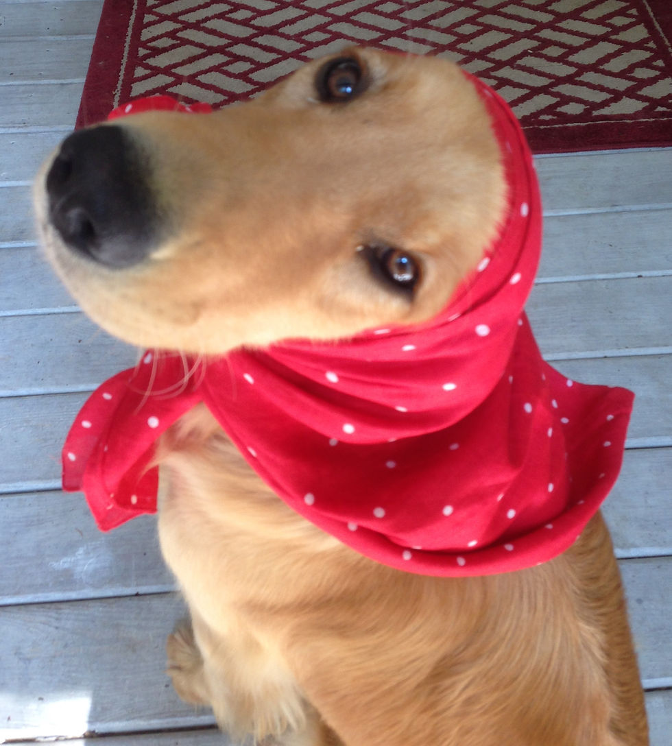 Thumbnail: Rough Rider Wild Rag Bandana