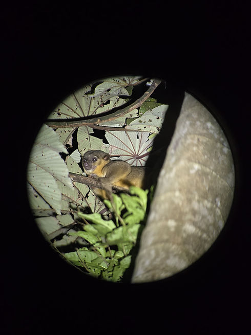 kinkajou_edited.jpg