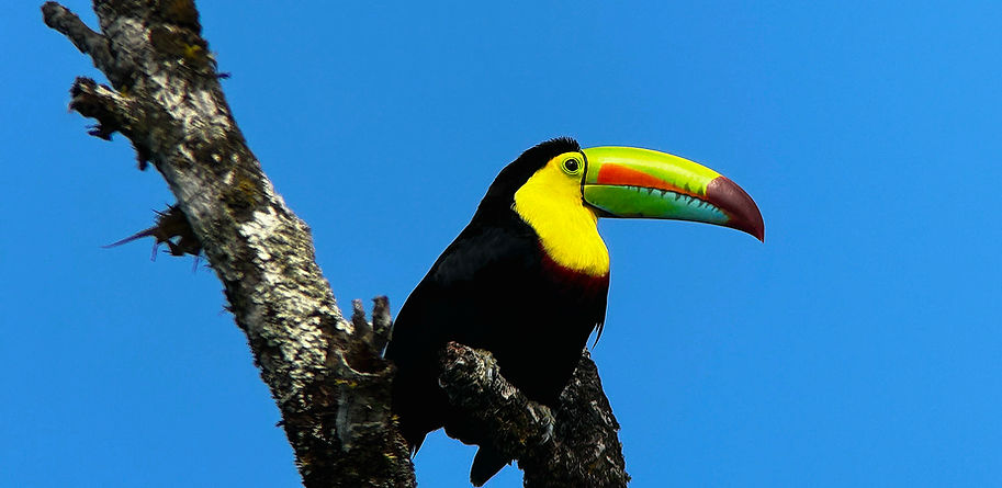 tucan.jpg