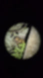 kinkajou.jpg