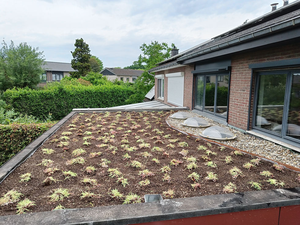 Groendak-in-lagen-lokale-potplanten-PLANTENDAK
