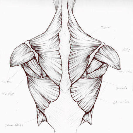 MUSCLE TRIVIA
