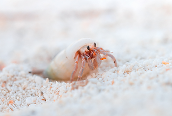 close up of hermit crab in luxury resort destination