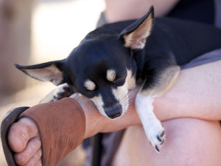 Pet of the Month