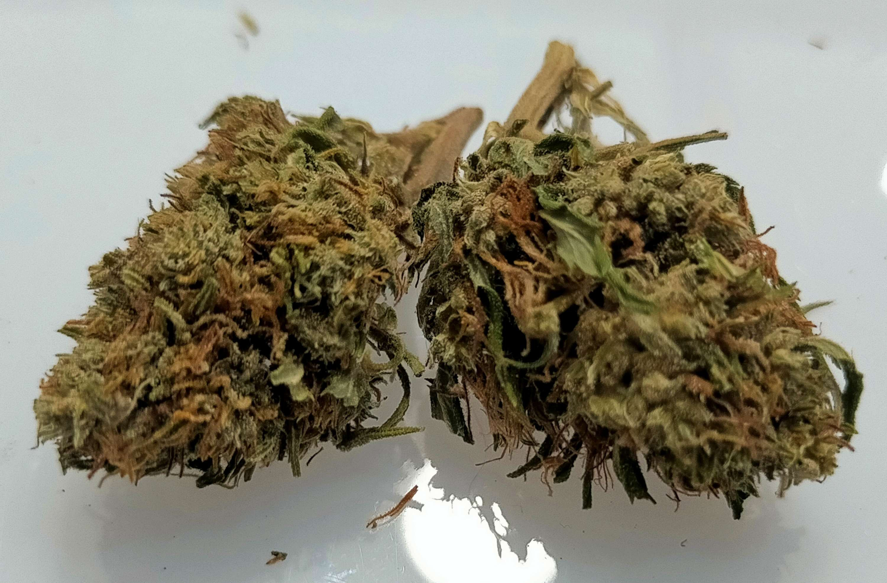 Lemon Skunk CBG 0%THC