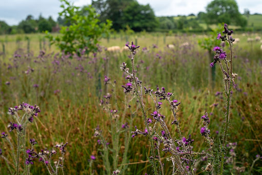 Wraxall Yard July 2024 Sam Rose -5843.jpg