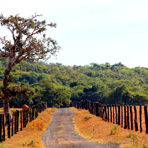 IMG_3184 (Large).JPG