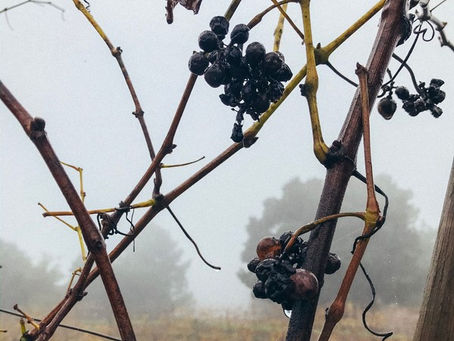 Com 1ª vinícola instalada, saiba como será o cultivo e produção de vinhos em Uberaba