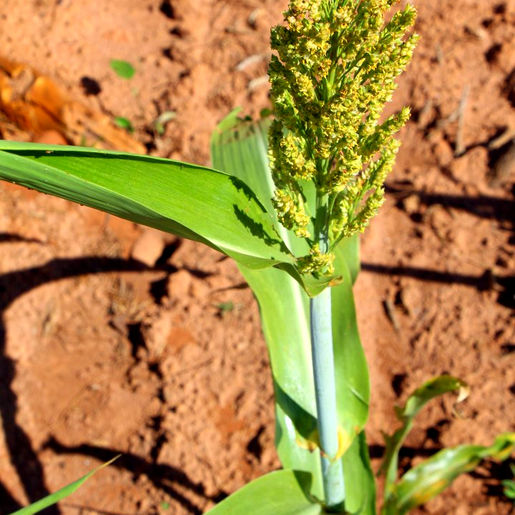 IMG_2770 (Large).JPG