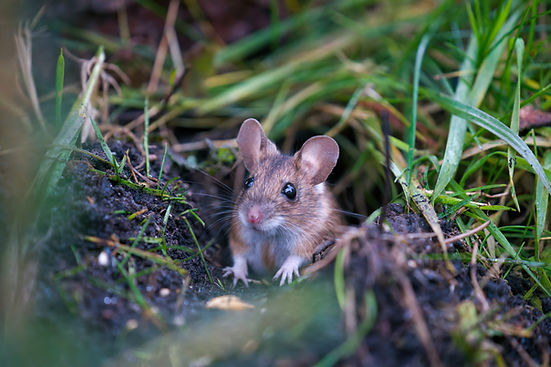 mouse-image.jpg