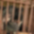 Boo the bile bear peers out desperately from his cage.
