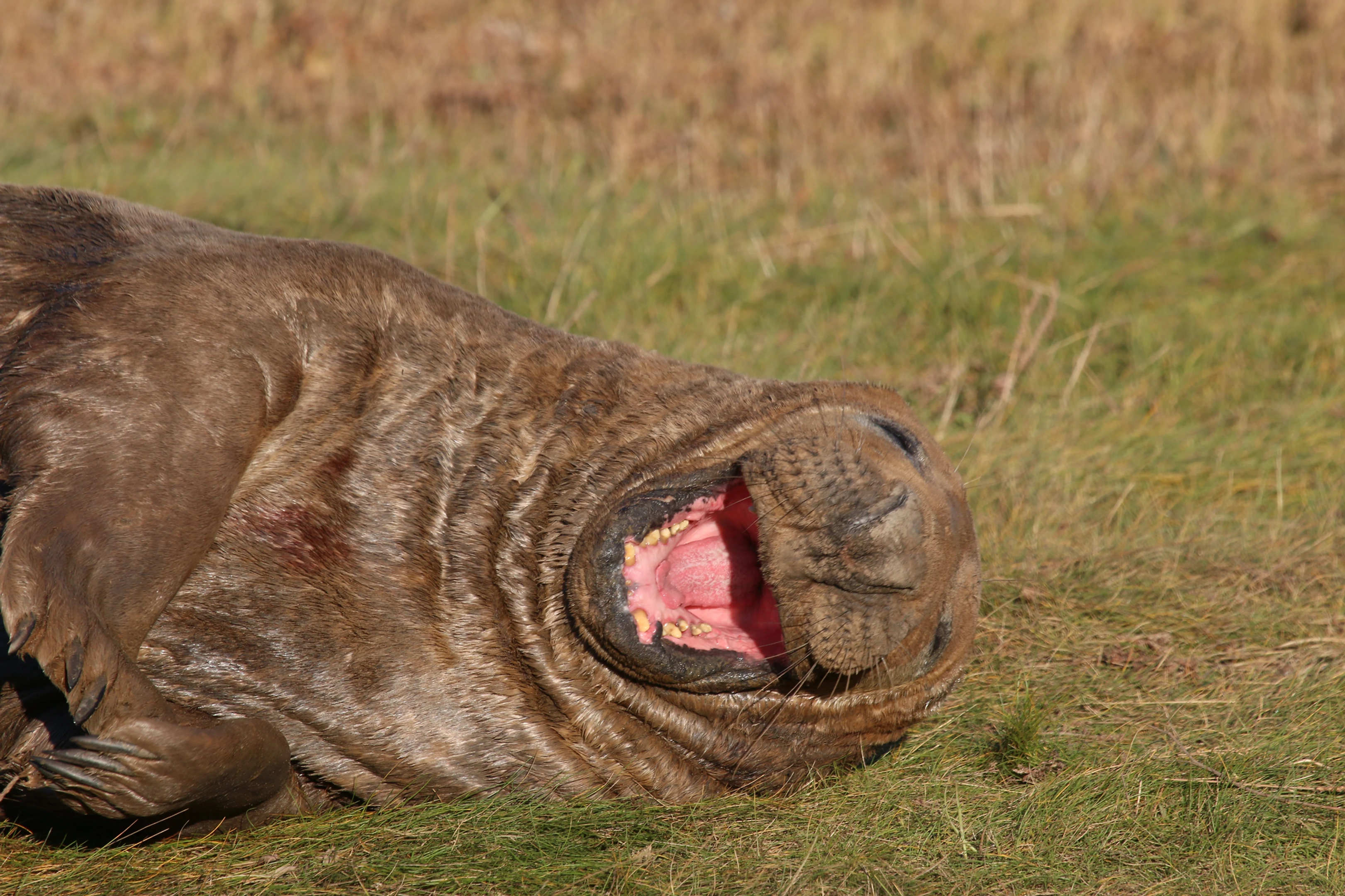 seal-happy.webp